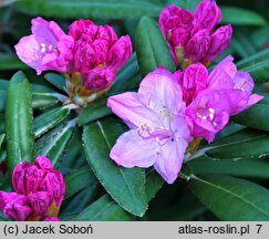 Rhododendron Lanzette