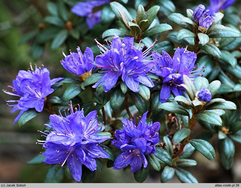 Rhododendron hort. Lauretta