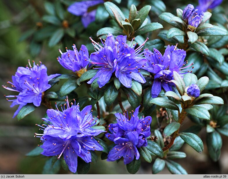 Rhododendron Lauretta