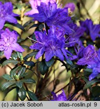 Rhododendron Lauretta