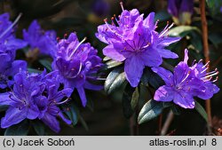 Rhododendron Lauretta