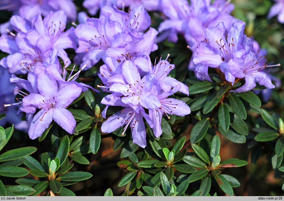 Rhododendron hort. Lavendula
