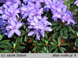 Rhododendron hort. Lavendula