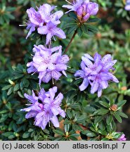 Rhododendron Lavendula