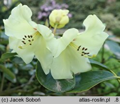 Rhododendron hort. Linsweger Gold