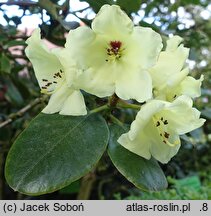 Rhododendron hort. Linsweger Gold