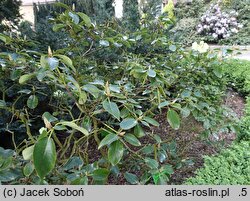 Rhododendron hort. Linsweger Gold
