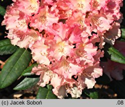 Rhododendron hort. Loreley