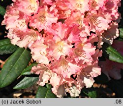 Rhododendron Loreley