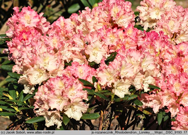 Rhododendron hort. Loreley
