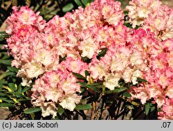 Rhododendron Loreley