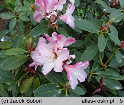 Rhododendron hort. Ludwik Schröder