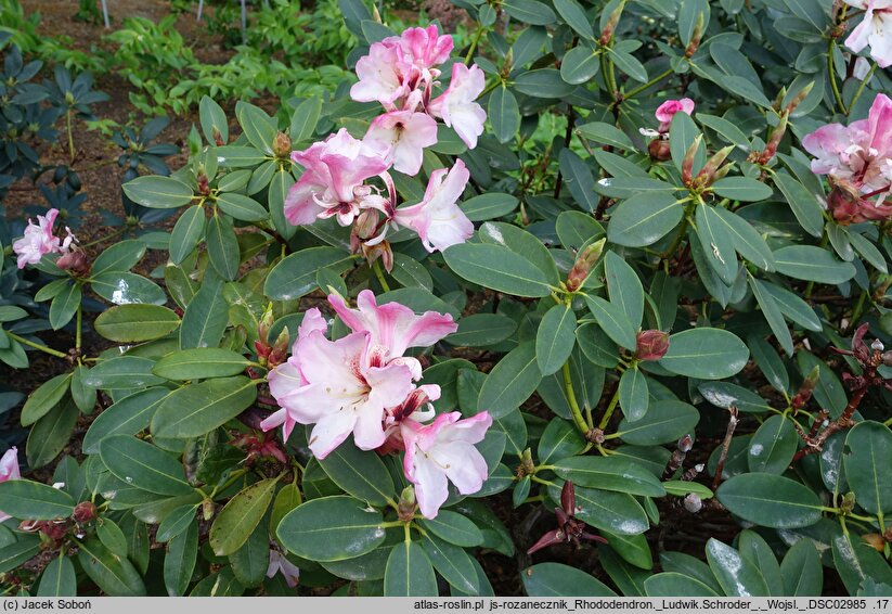 Rhododendron hort. Ludwik Schröder