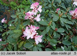 Rhododendron hort. Ludwik Schröder