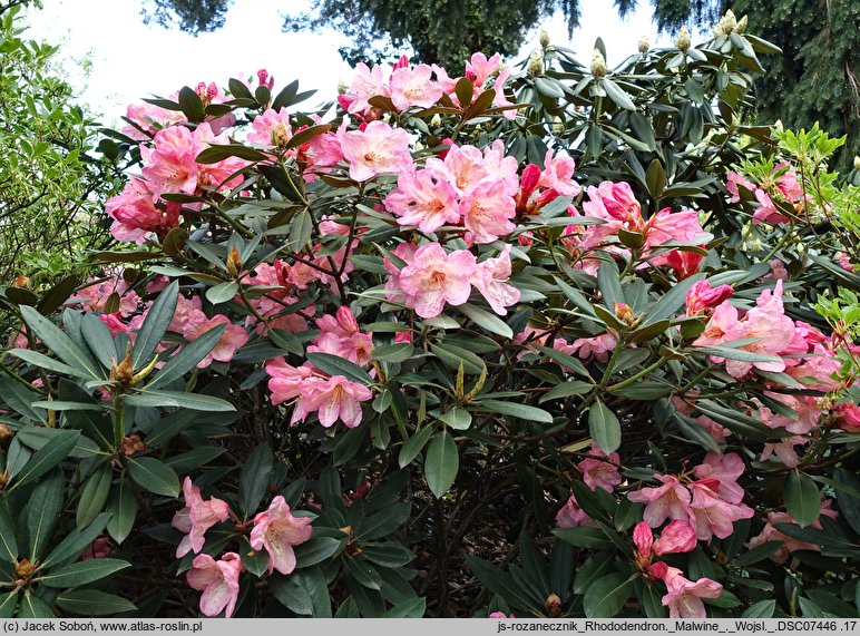 Rhododendron hort. Malwine