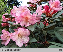 Rhododendron hort. Malwine