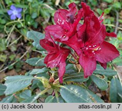 Rhododendron hort. Matador