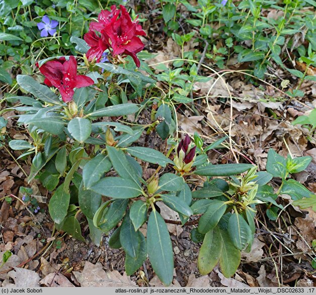 Rhododendron hort. Matador