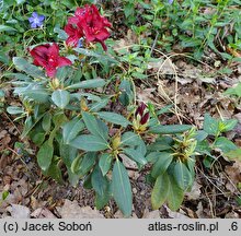 Rhododendron hort. Matador