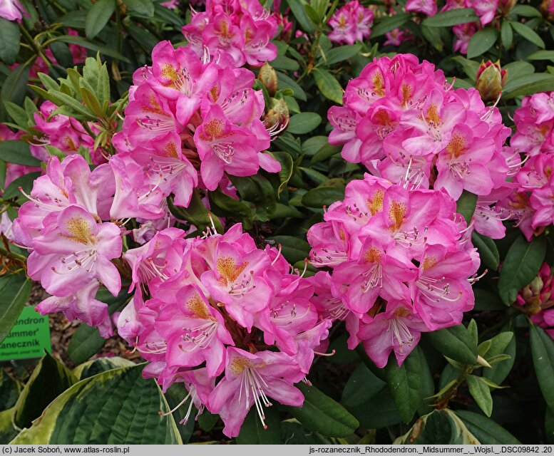 Rhododendron hort. Midsummer