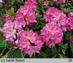 Rhododendron hort. Midsummer