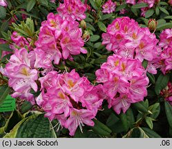 Rhododendron Midsummer