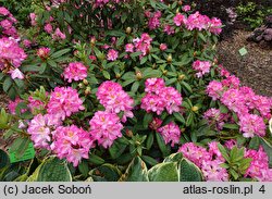Rhododendron hort. Midsummer