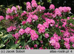 Rhododendron hort. Midsummer