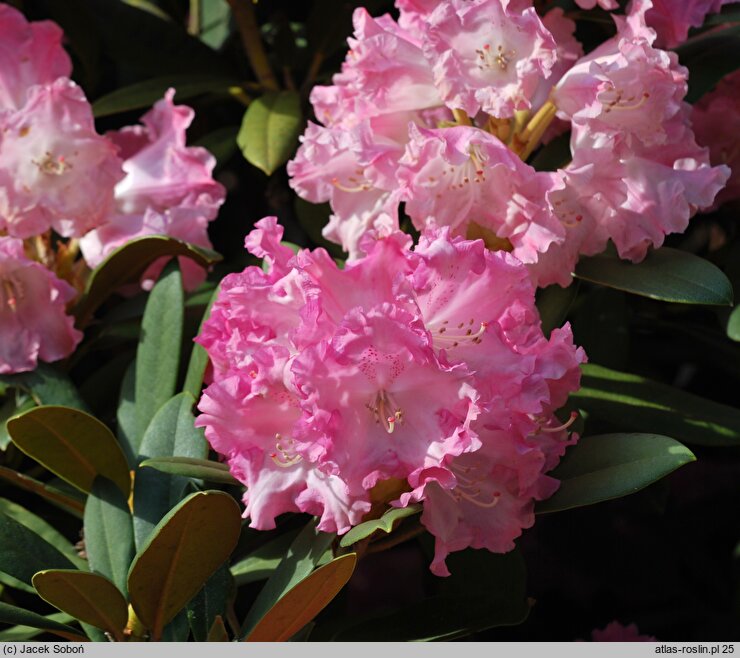 Rhododendron Maifreude