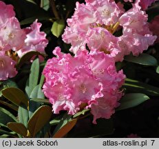 Rhododendron Maifreude