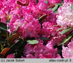 Rhododendron Maifreude