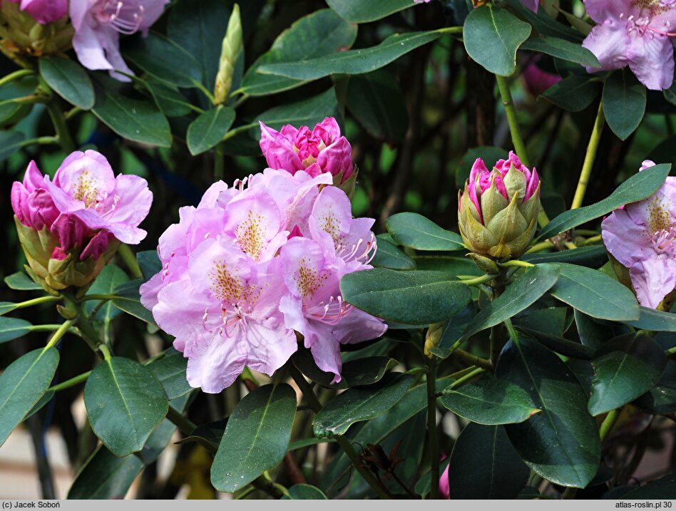 Rhododendron hort. Mims