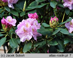 Rhododendron Mims