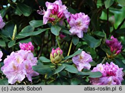 Rhododendron Mims