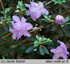 Rhododendron Moerheim