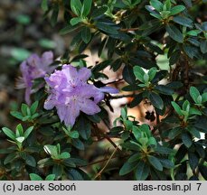 Rhododendron Moerheim