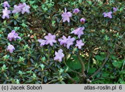 Rhododendron Moerheim