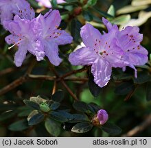 Rhododendron hort. Moerheim