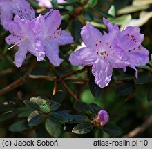 Rhododendron Moerheim