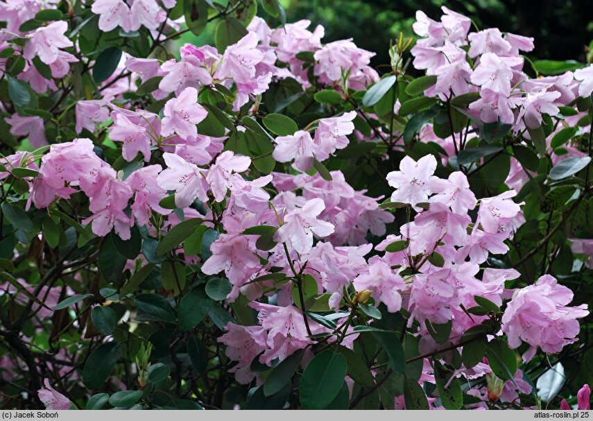 Rhododendron hort. Moerheim's Pink