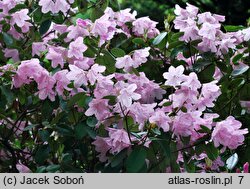 Rhododendron hort. Moerheim's Pink