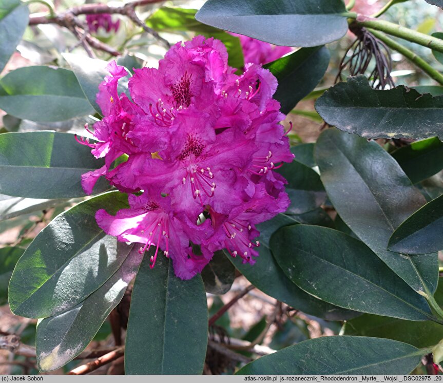 Rhododendron hort. Myrte