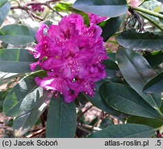 Rhododendron hort. Myrte