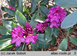 Rhododendron hort. Myrte