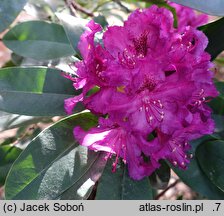 Rhododendron hort. Myrte