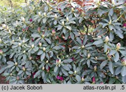 Rhododendron hort. Myrte