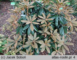 Rhododendron Neat-O