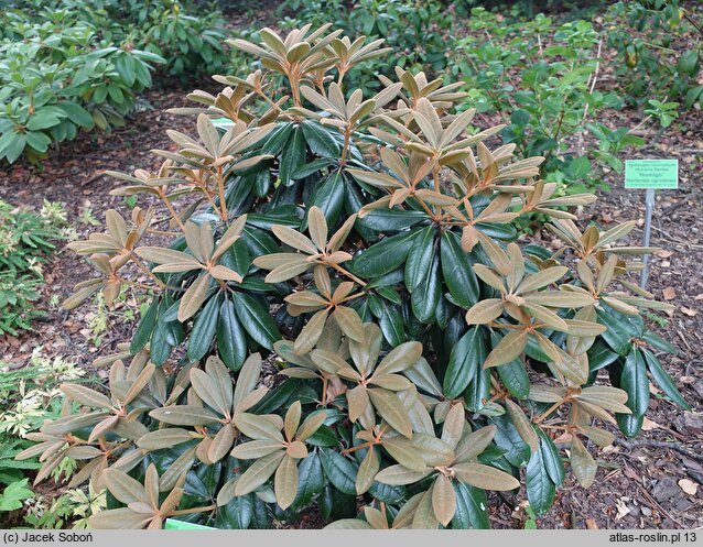 Rhododendron hort. Neat-O