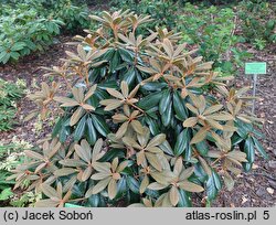 Rhododendron Neat-O