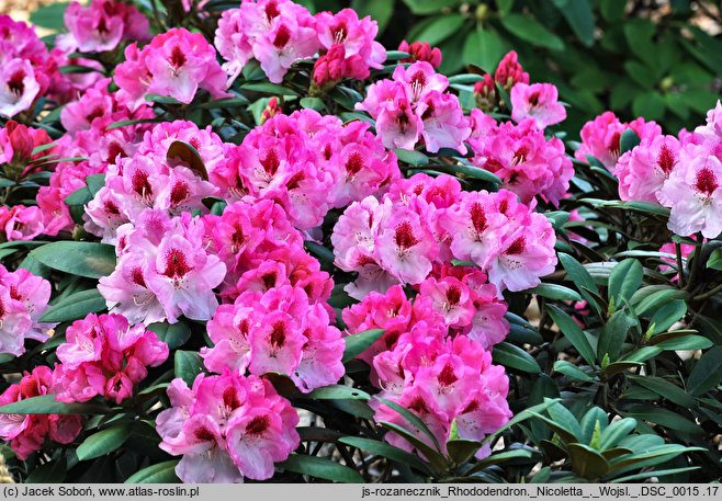 Rhododendron hort. Nicoletta